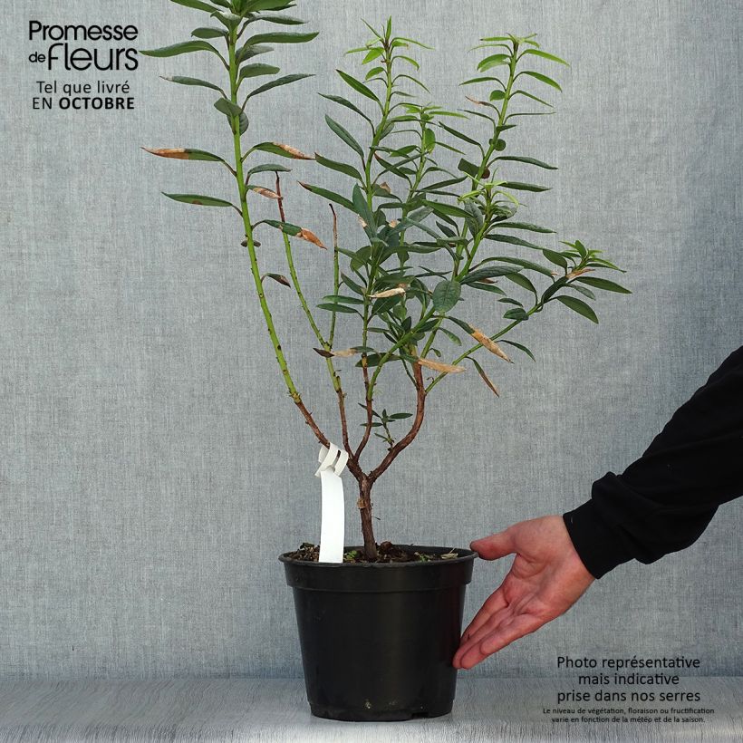 Amostra de Rhododendron lindleyi Vaso de 4 L/5 L tal como entregue no outono