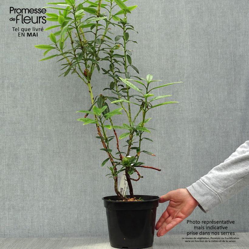 Amostra de Rhododendron lindleyi Vaso de 4 L/5 L tal como entregue na primavera
