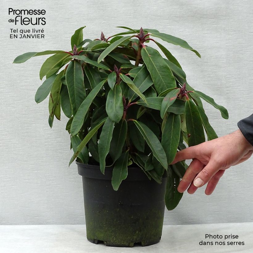 Amostra de Rhododendron loderi King George Vaso de 4 L/5 L tal como entregue no inverno
