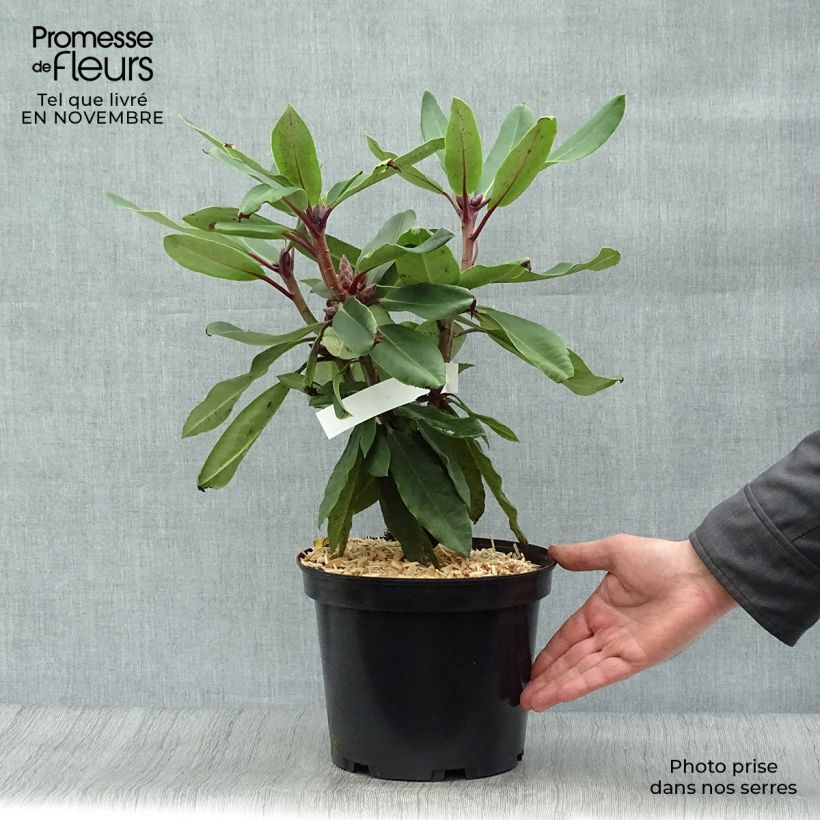 Amostra de Rhododendron loderi King George Vaso de 4 L/5 L tal como entregue no outono