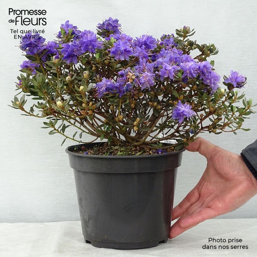 Amostra de Rhododendron Azurika - Rododendro Anão Vaso de 2 L/3 L tal como entregue na primavera