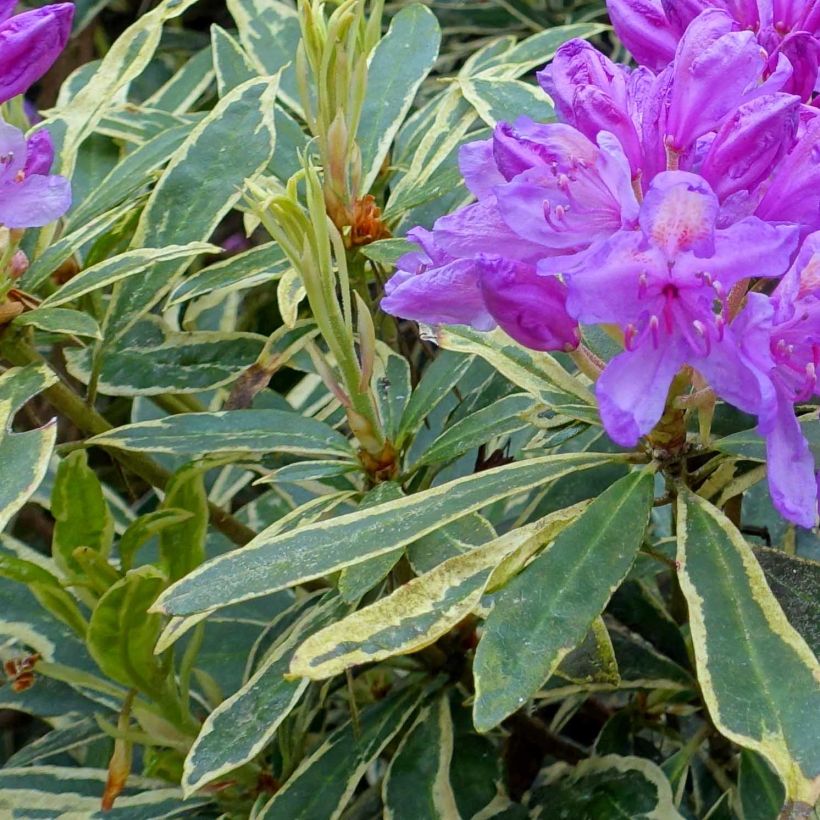 Rhododendron ponticum Variegatum (Folhagem)