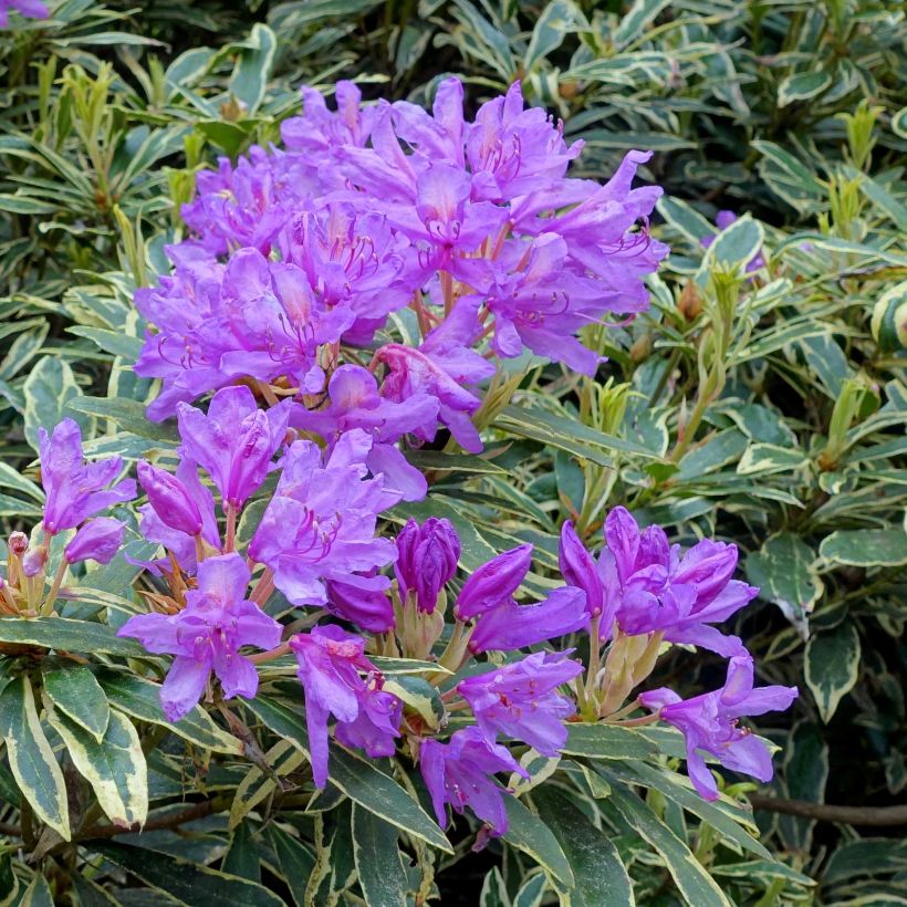 Rhododendron ponticum Variegatum (Floração)