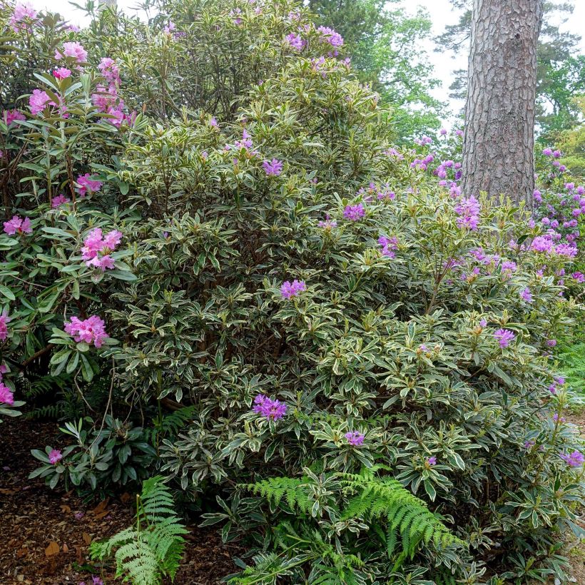 Rhododendron ponticum Variegatum (Hábito)
