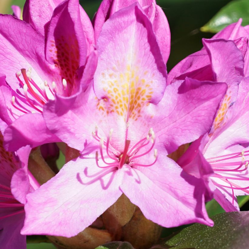 Rhododendron ponticum Roseum (Floração)