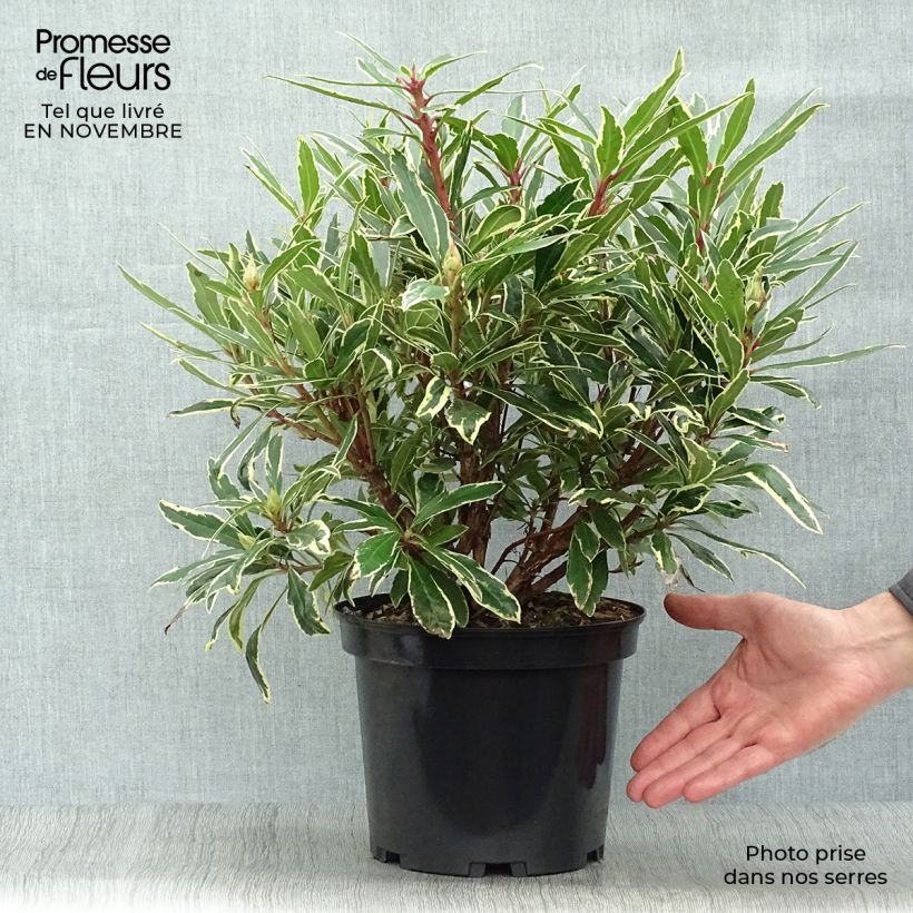 Amostra de Rhododendron ponticum Variegatum Vaso de 4 L/5 L tal como entregue no outono