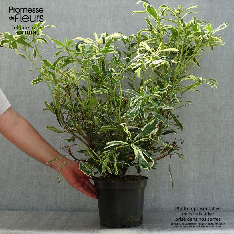 Amostra de Rhododendron ponticum Variegatum Vaso de 4 L/5 L tal como entregue no verão