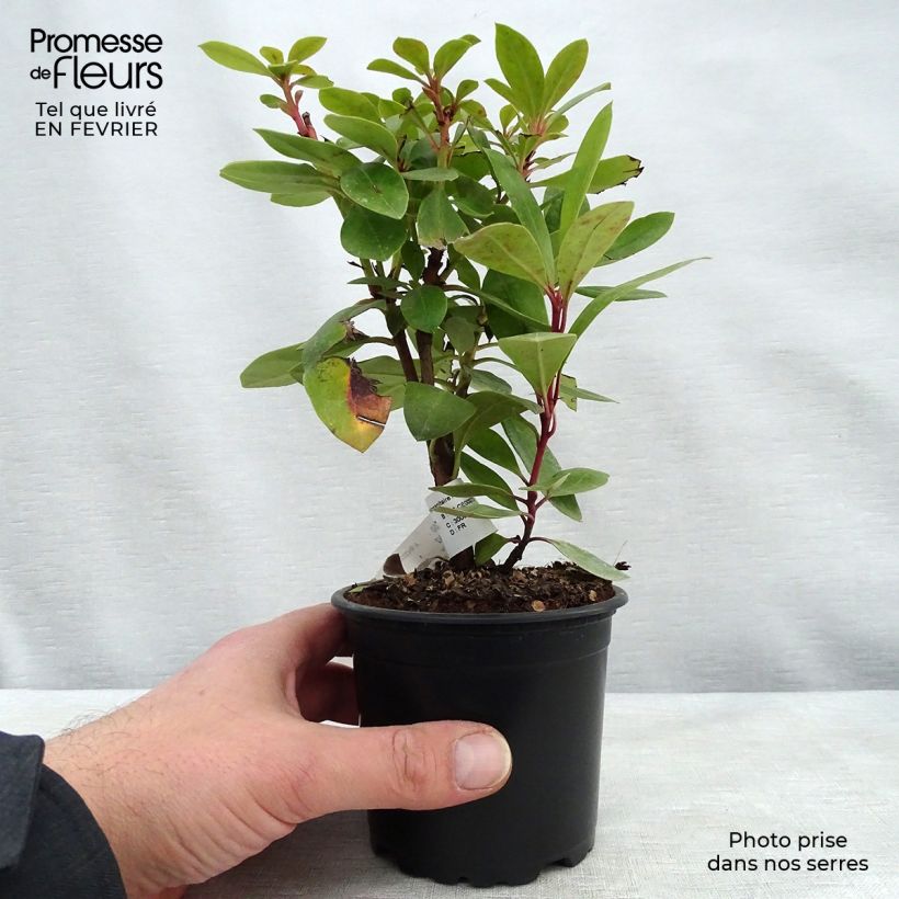 Amostra de Rhododendron ponticum Vaso de 12 cm/13 cm tal como entregue no inverno