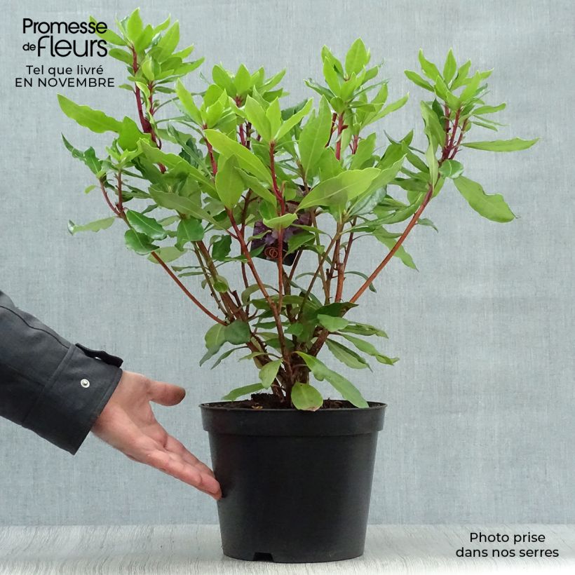 Amostra de Rhododendron ponticum Vaso de 3 L/4 L tal como entregue no outono