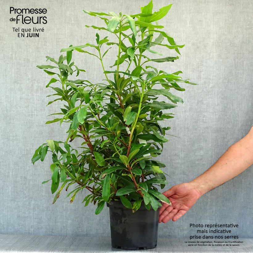 Amostra de Rhododendron ponticum Vaso de 3 L/4 L tal como entregue no verão