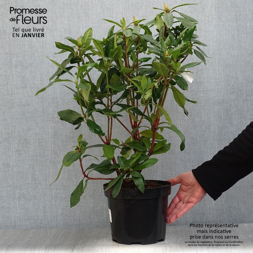 Amostra de Rhododendron ponticum Vaso de 3 L/4 L tal como entregue no inverno
