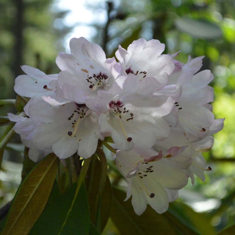 Rhododendron rex (Floração)