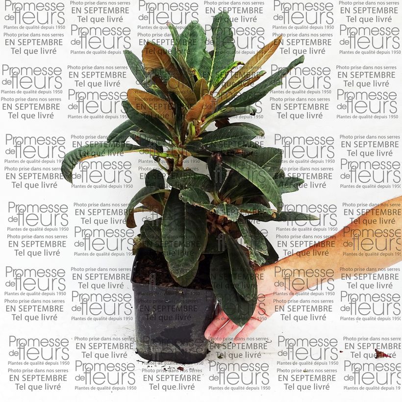 Exemplo de amostra de Rhododendron rex - Grand rhododendron Pot de 3L/4L tal como entregue