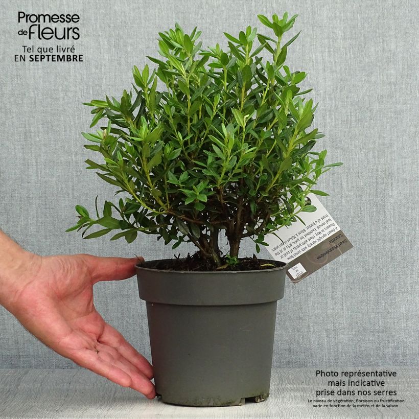 Amostra de Rhododendron russatum Lauretta - Rododendro Anão Vaso de 2 L/3 L tal como entregue no outono