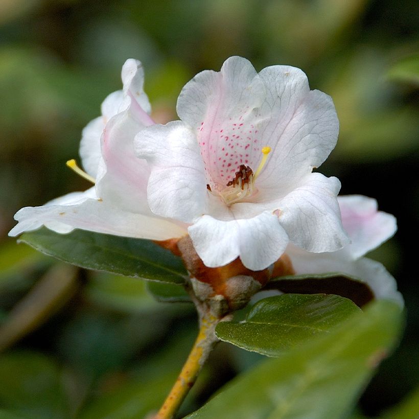Rhododendron tsariense (Floração)