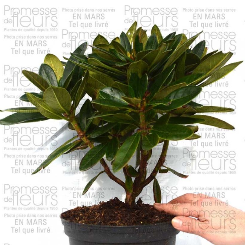 Exemplo de amostra de Rhododendron Unique Marmalade - Grand Rhododendron Pot de 4L/5L tal como entregue