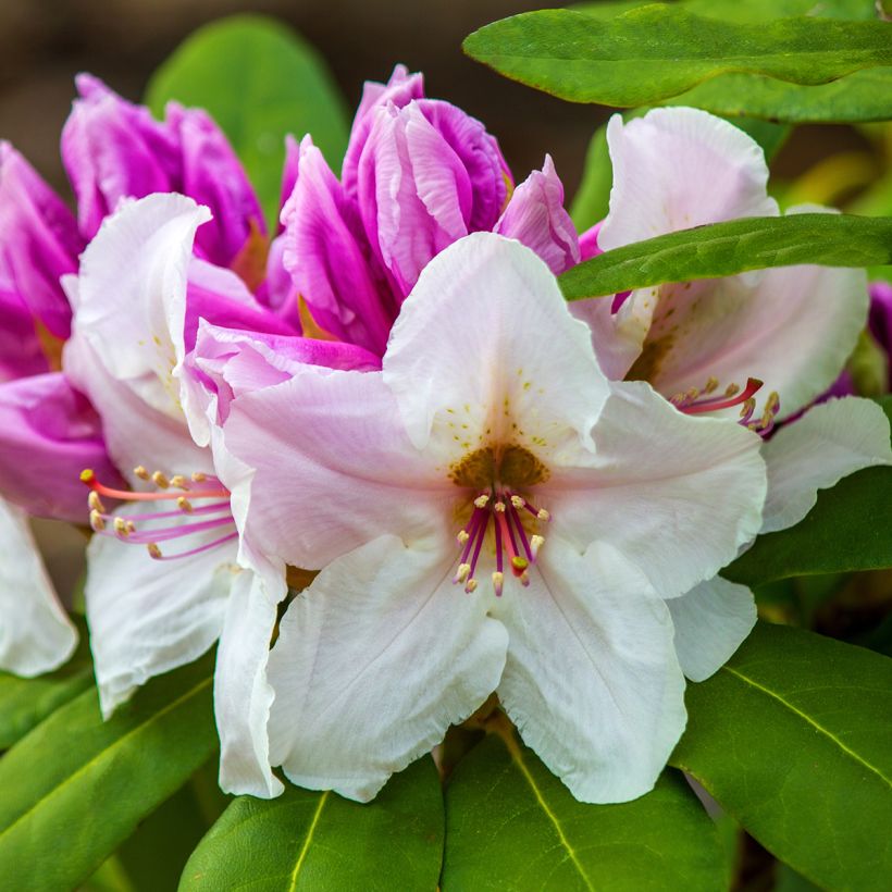 Rhododendron williamsianum Gartendirektor Rieger (Colheita)