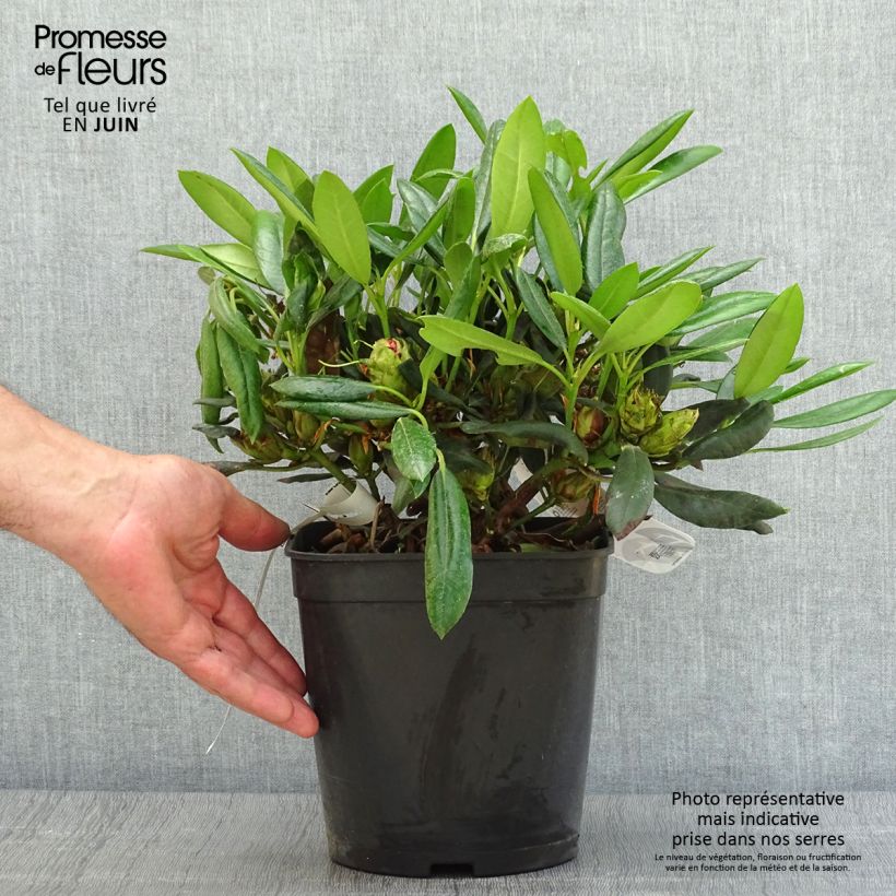 Amostra de Rhododendron yakushimanum Barbarella - Rododendro Anão Vaso de 4 L/5 L tal como entregue no verão