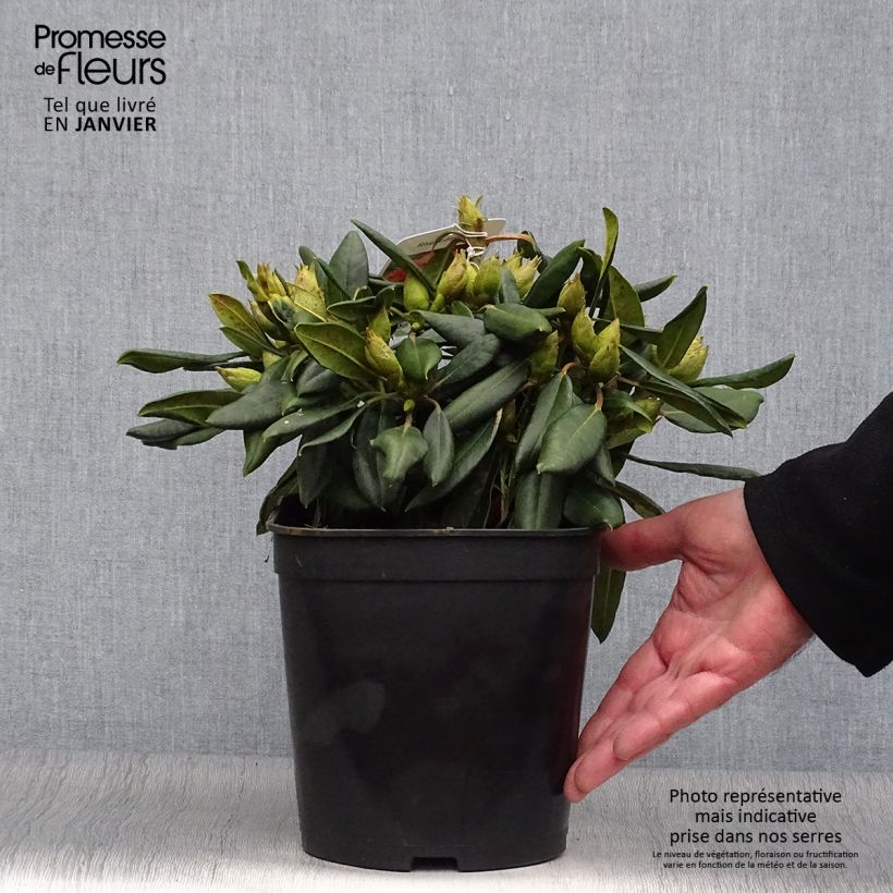 Amostra de Rhododendron yakushimanum Barbarella - Rododendro Anão Vaso de 4 L/5 L tal como entregue no inverno