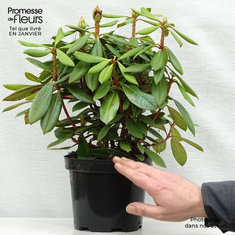 Amostra de Rhododendron yakushimanum Caroline Allbrook - Rododendro Anão Vaso de 2 L/3 L tal como entregue no inverno
