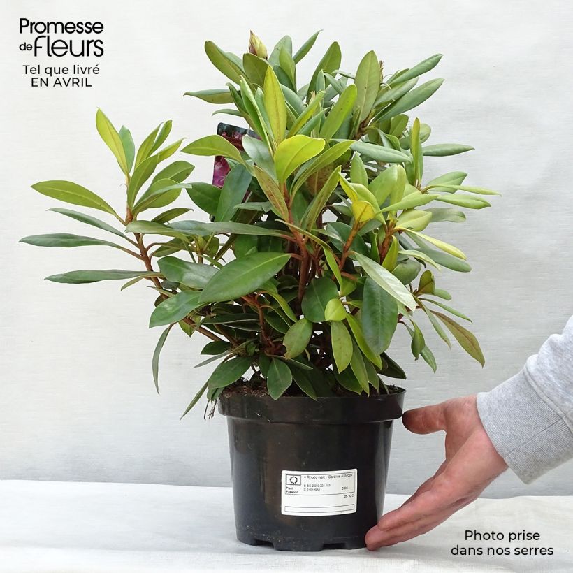 Amostra de Rhododendron yakushimanum Caroline Allbrook - Rododendro Anão Vaso de 2 L/3 L tal como entregue na primavera