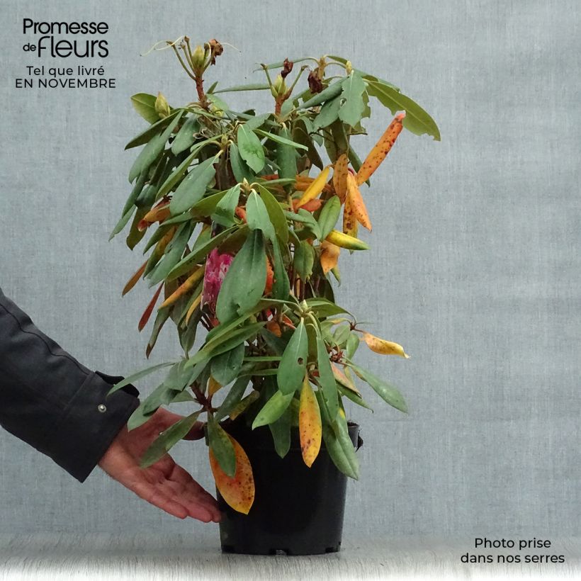 Amostra de Rhododendron yakushimanum Caroline Allbrook - Rododendro Anão Vaso de 2 L/3 L tal como entregue no outono
