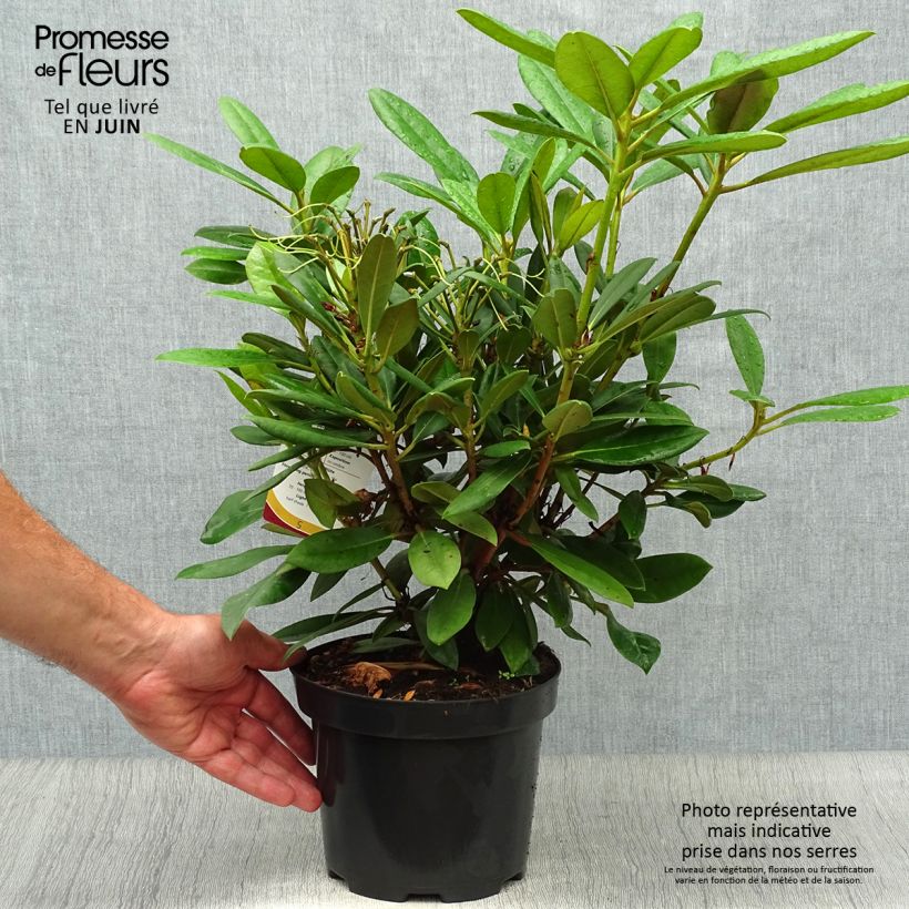 Amostra de Rhododendron yakushimanum Caroline Allbrook - Rododendro Anão Vaso de 2 L/3 L tal como entregue no verão