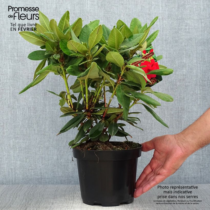 Amostra de Rhododendron yakushimanum Dopey Vaso de 2 L/3 L tal como entregue no outono