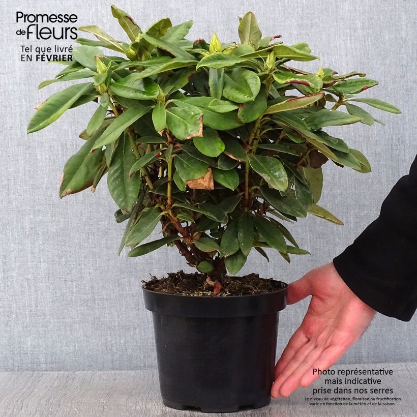 Amostra de Rhododendron yakushimanum Dopey Vaso de 2 L/3 L tal como entregue no inverno