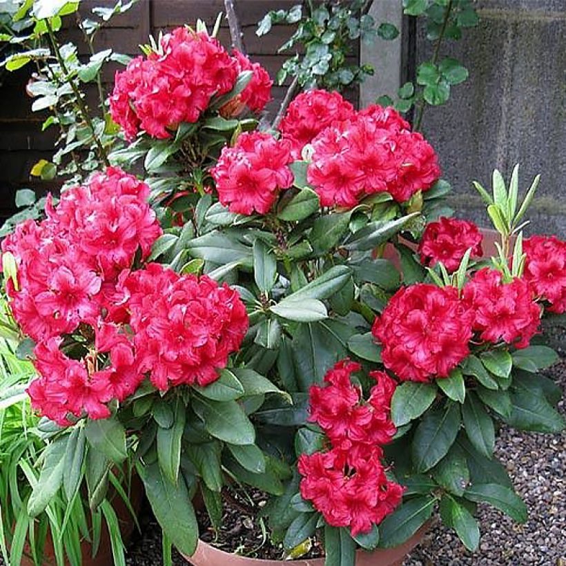 Rhododendron yakushimanum Dopey (Hábito)