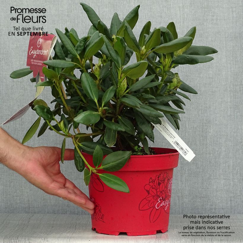 Amostra de Rhododendron yakushimanum Easydendron Bohlken's Laura Vaso de 4 L/5 L tal como entregue no outono