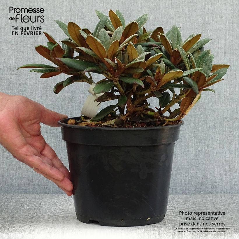 Amostra de Rhododendron yakushimanum Grumpy - Rododendro Anão Vaso de 3 L/4 L tal como entregue no outono