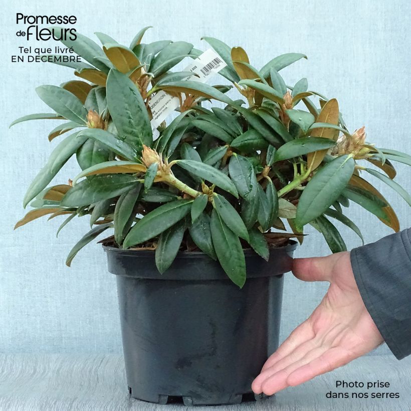 Amostra de Rhododendron yakushimanum Grumpy - Rhododendron nain Vaso de 3 L/4 L tal como entregue no inverno