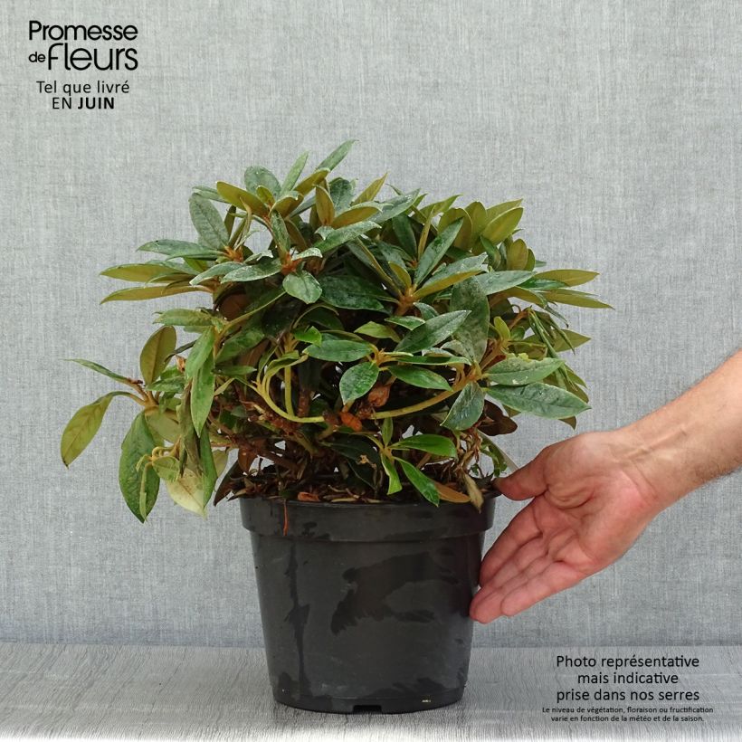 Amostra de Rhododendron yakushimanum Grumpy - Rododendro Anão Vaso de 3 L/4 L tal como entregue no verão