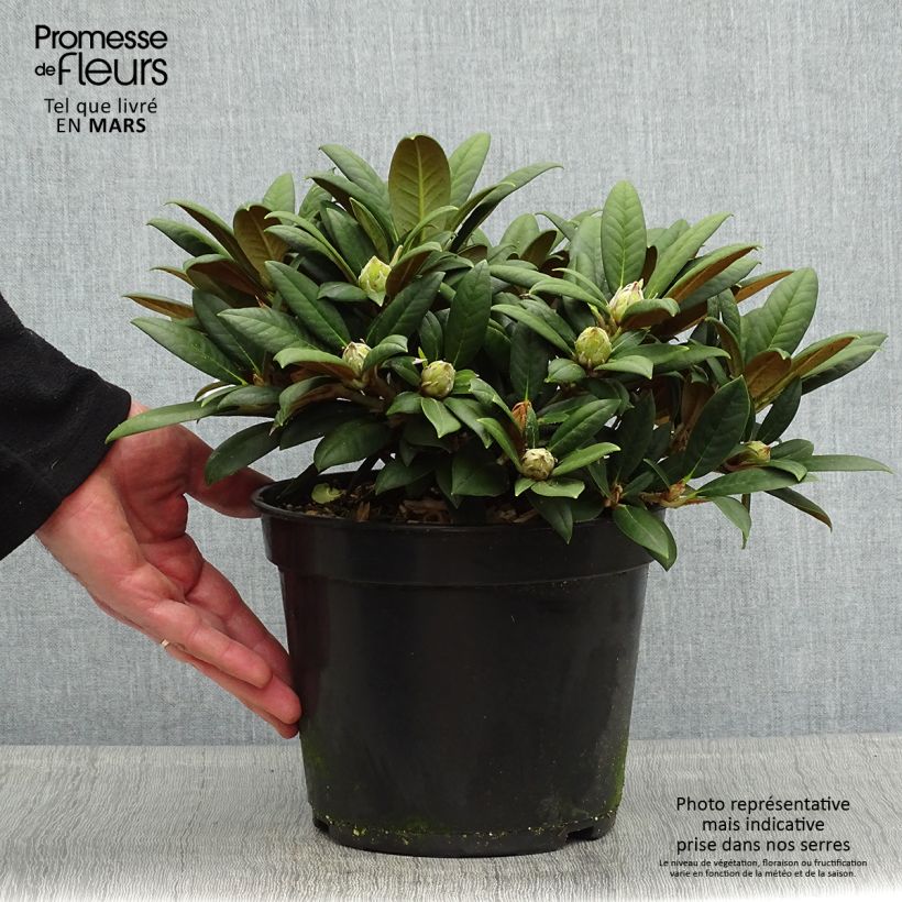 Amostra de Rhododendron yakushimanum Grumpy - Rododendro Anão Vaso de 3 L/4 L tal como entregue na primavera