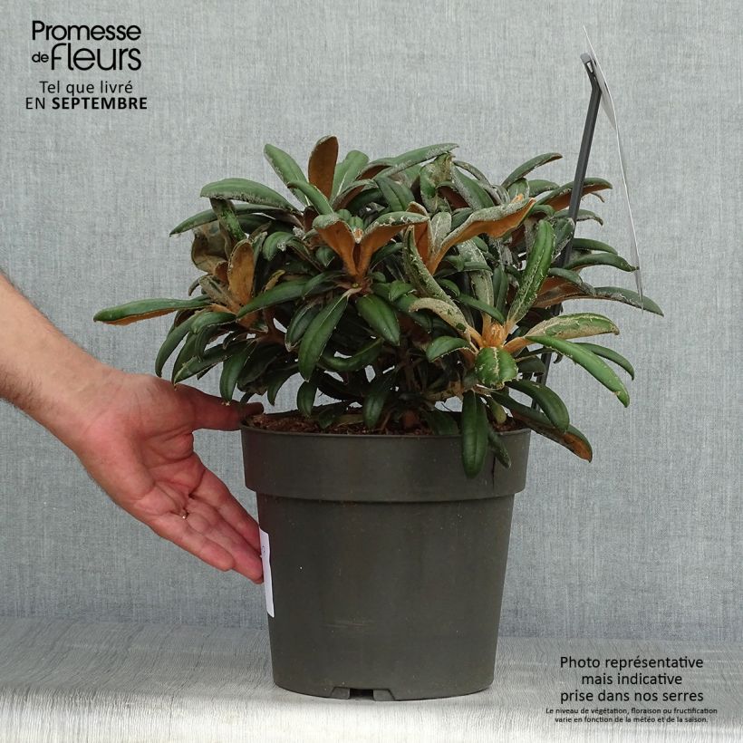 Amostra de Rhododendron yakushimanum Koichiro Wada - Rododendro Anão Vaso de 4 L/5 L tal como entregue no outono