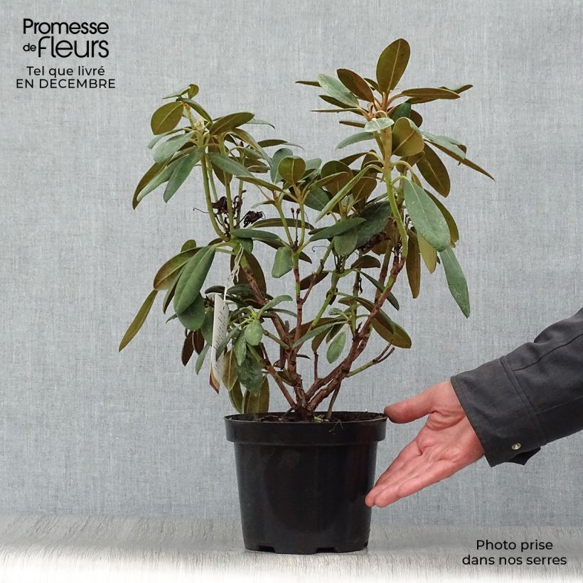 Amostra de Rhododendron yakushimanum Porzellan - Rhododendron nain Vaso de 3 L/4 L tal como entregue no inverno