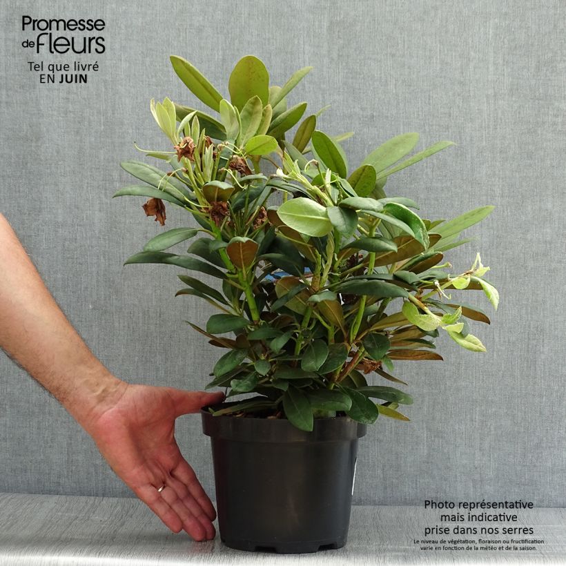 Amostra de Rhododendron yakushimanum Porzellan - Rododendro Anão Vaso de 3 L/4 L tal como entregue no verão