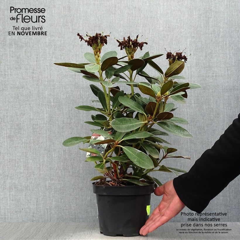 Amostra de Rhododendron yakushimanum Silberwolke - Rododendro Anão Vaso de 3 L/4 L tal como entregue no outono