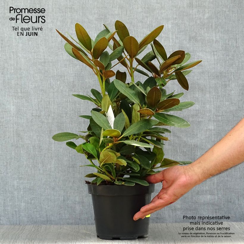 Amostra de Rhododendron yakushimanum Silberwolke - Rododendro Anão Vaso de 3 L/4 L tal como entregue no verão