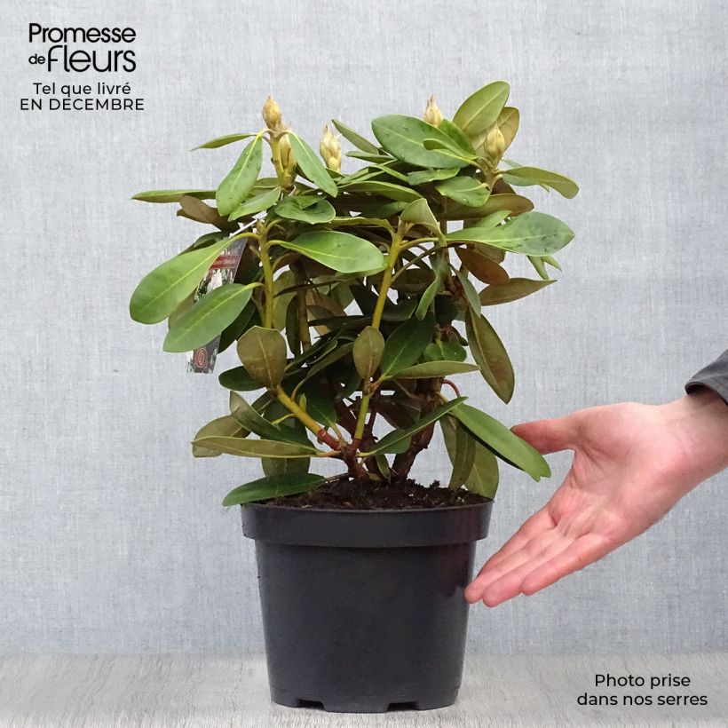Amostra de Rhododendron yakushimanum Silberwolke - Rhododendron nain Vaso de 3 L/4 L tal como entregue no inverno