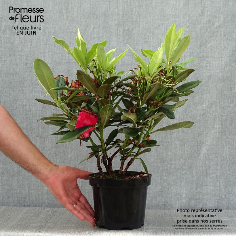 Amostra de Rhododendron yakushimanum Sneezy Vaso de 2 L/3 L tal como entregue no verão