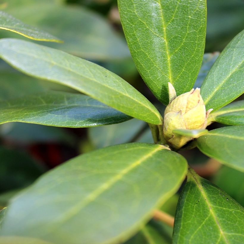 Rhododendron yakushimanum Sneezy (Folhagem)