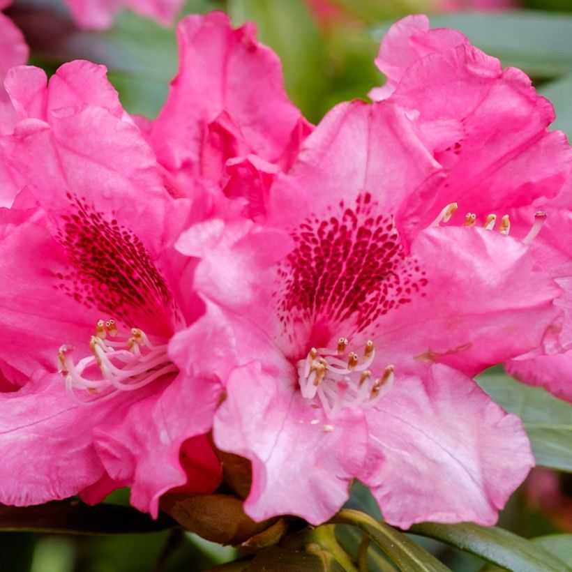 Rhododendron yakushimanum Sneezy (Floração)