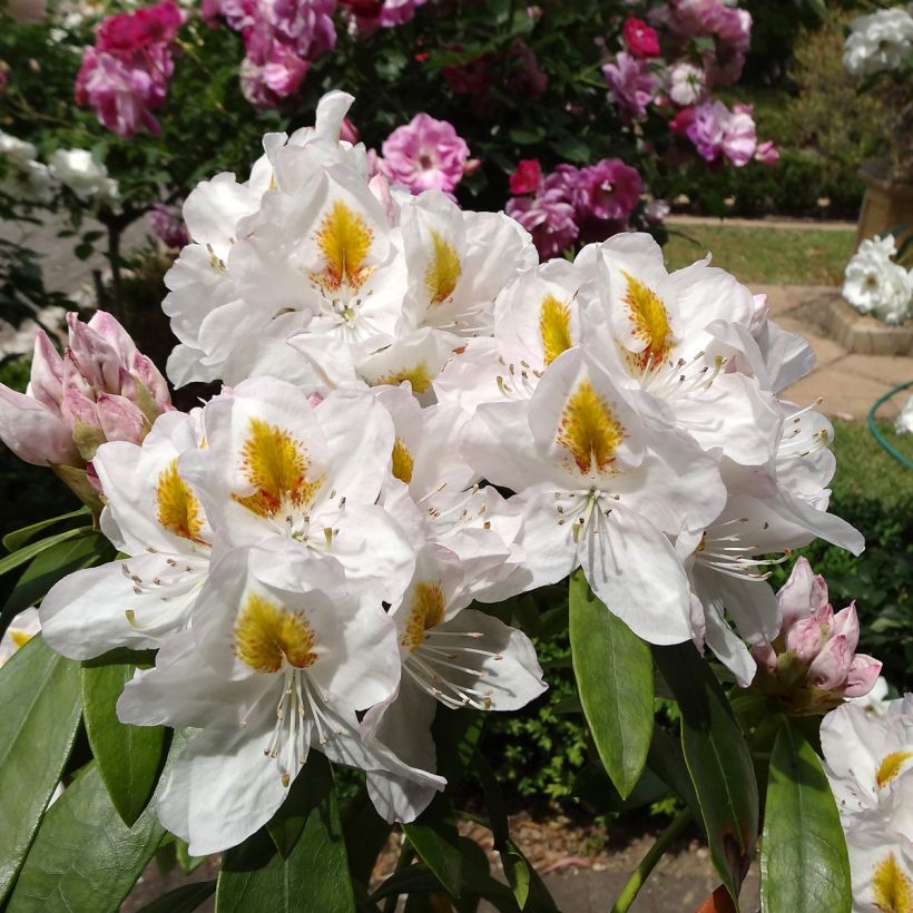 Rhododendron Gomer Waterer (Floração)