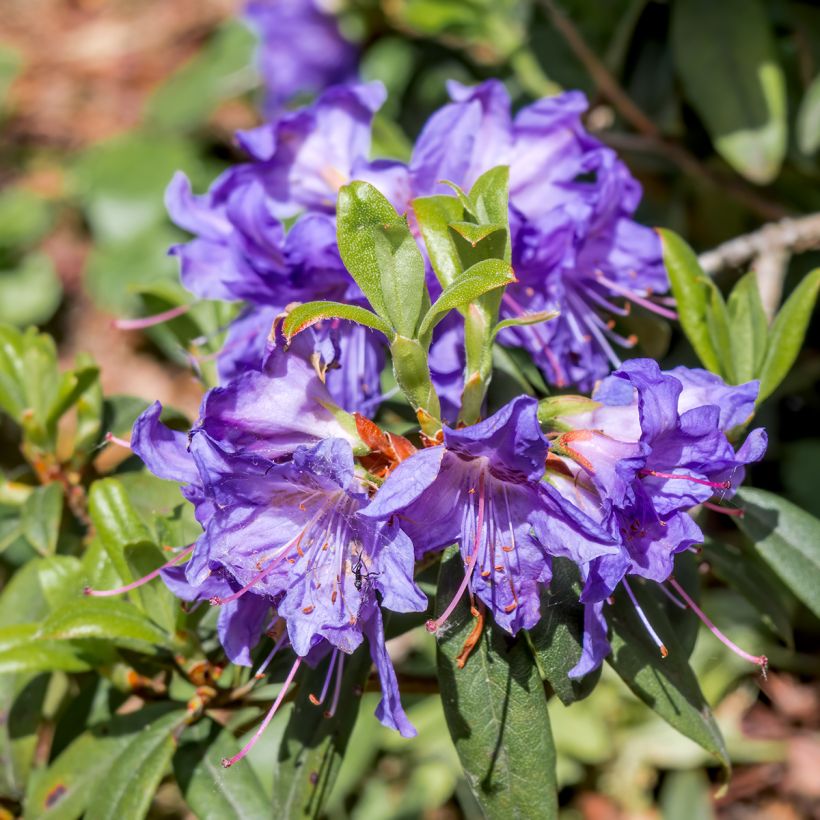 Rhododendron impeditum Select - Rododendro Anão (Floração)
