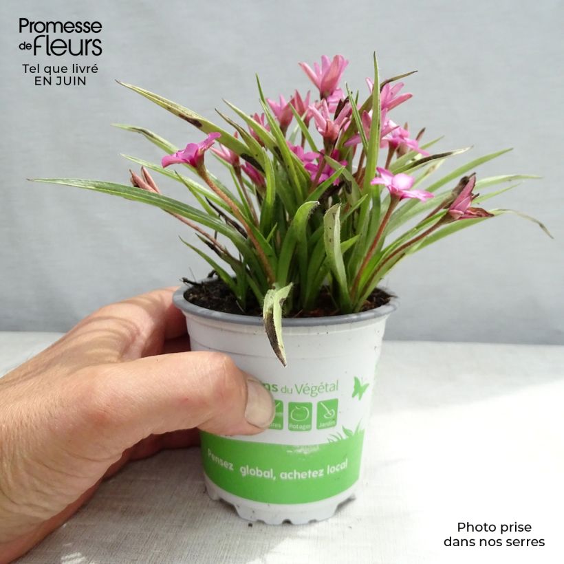 Amostra de Rhodohypoxis Fairytale - Rhodoxis Pot de 1,5L/2L tal como entregue no verão