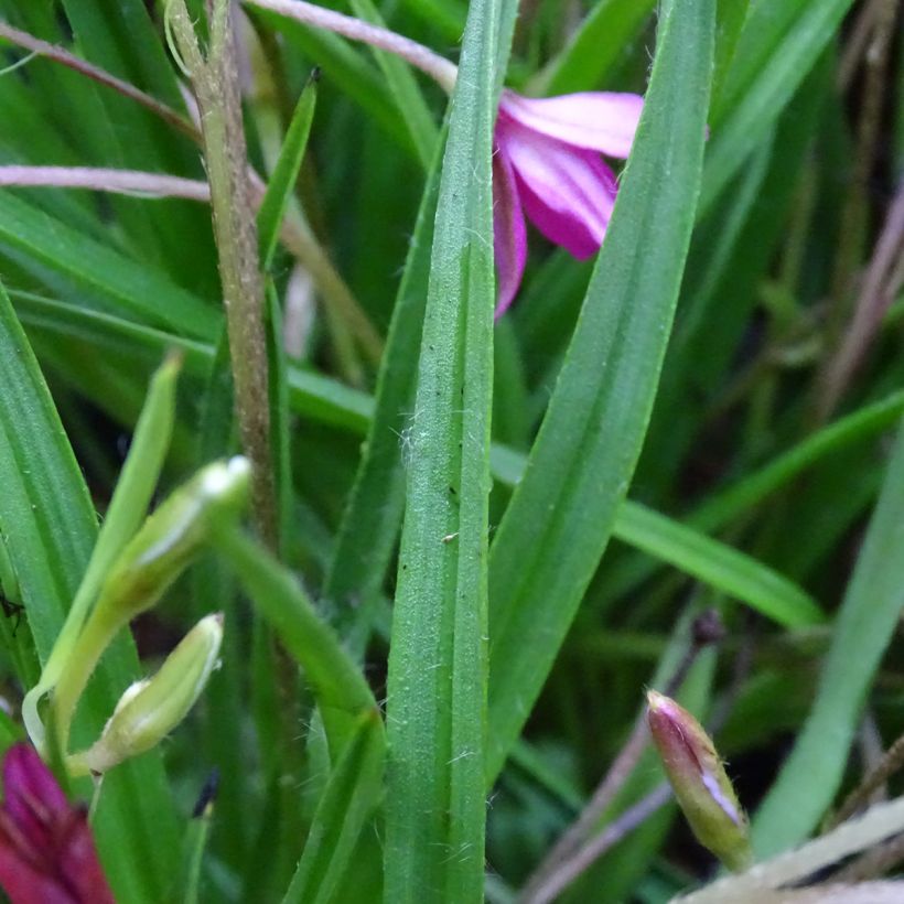 Rhodohypoxis Fairytale (Folhagem)