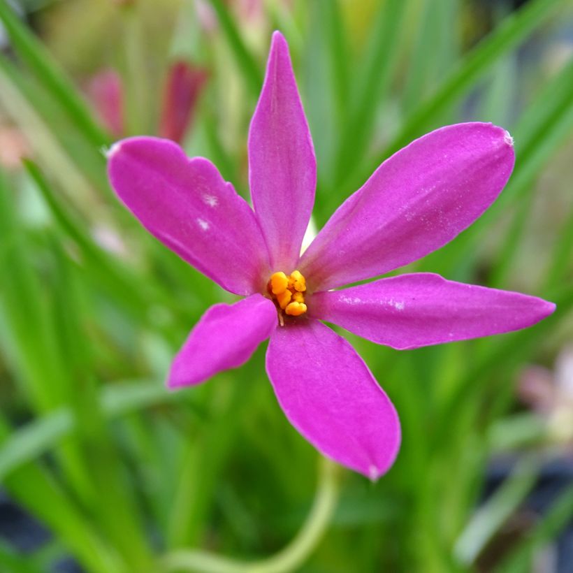 Rhodohypoxis Fairytale (Floração)