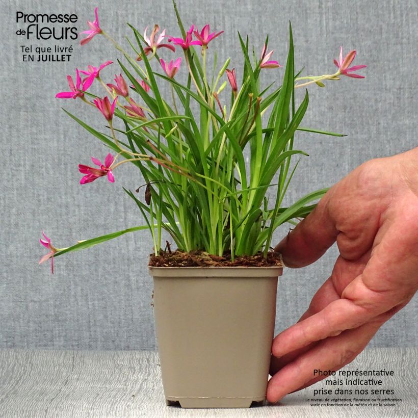 Amostra de Rhodohypoxis Fairytale Vaso de 8/9 cm tal como entregue no verão